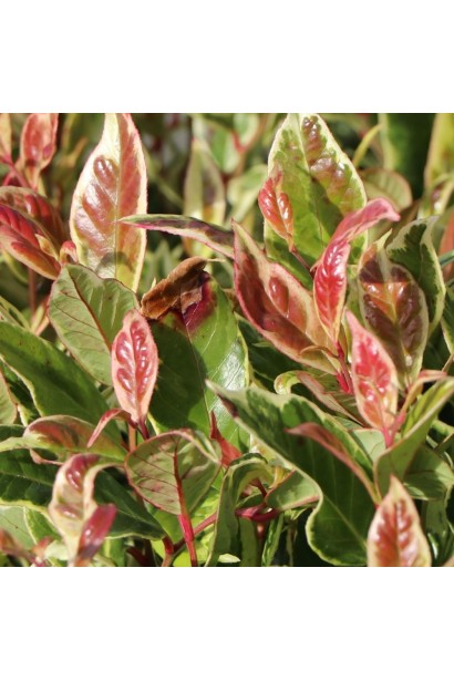 Непревзойденное леукотое ’Firestar’